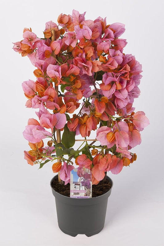 Bougainvillea 'Sanderiana' Afterglow - 10cm Pot