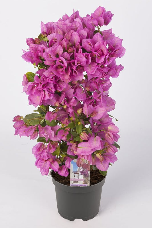 Bougainvillea 'Sanderiana' Baby-Pink - 10cm Pot
