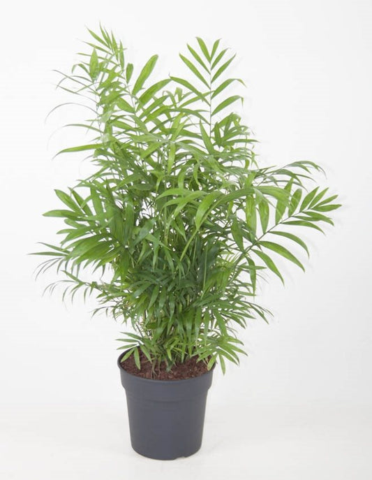 Chamaedorea Elegans - 10cm Pot