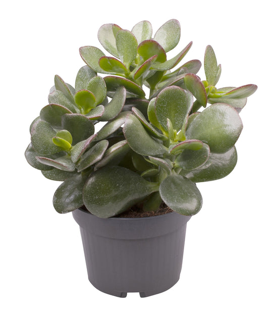 Crassula Ovata - 10cm Pot