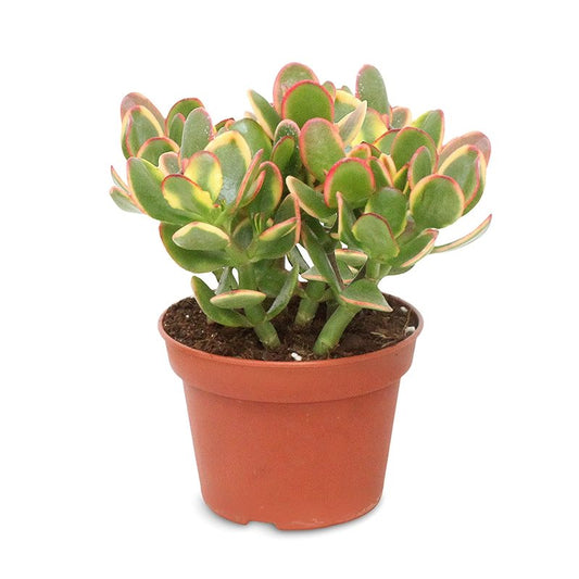 Crassula Ovata 'Sunset' - 10cm Pot
