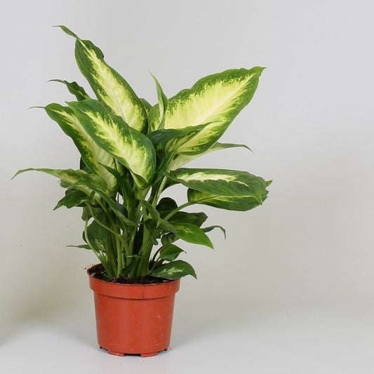 Dieffenbachia Camilla - 10cm Pot