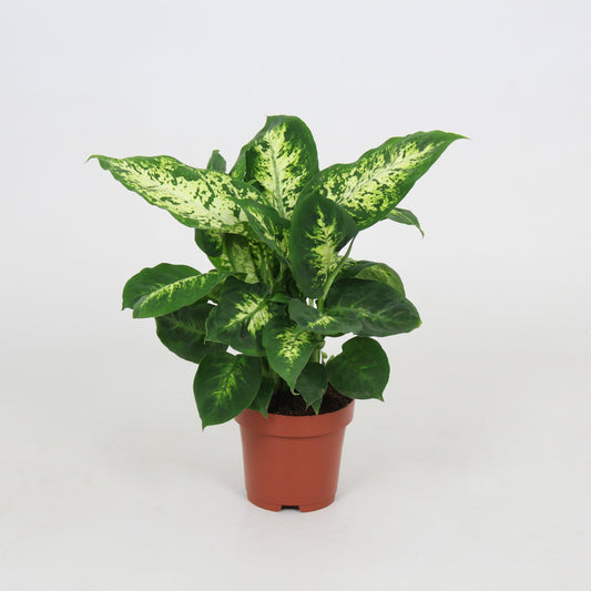 Dieffenbachia 'Compacta' - 10cm Pot
