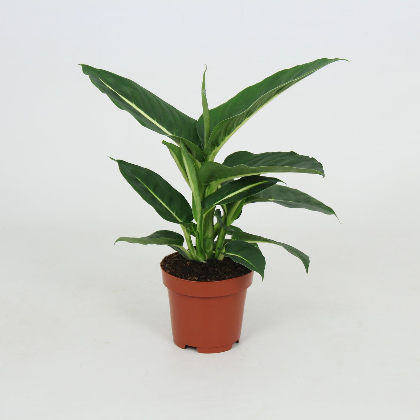 Dieffenbachia 'Green Magic' - 10cm Pot