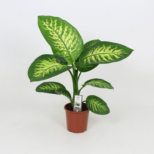Dieffenbachia Seguine 'Tropic Snow' - 10cm Pot