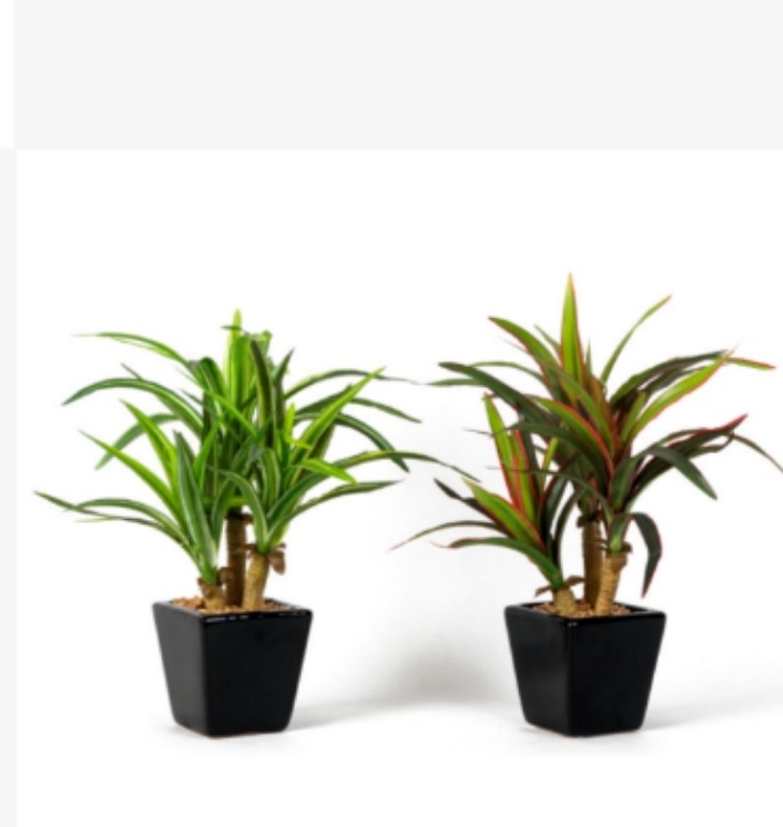 Mini Yucca in Ceramic Pot