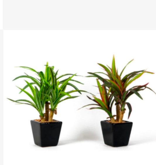 Mini Yucca in Ceramic Pot