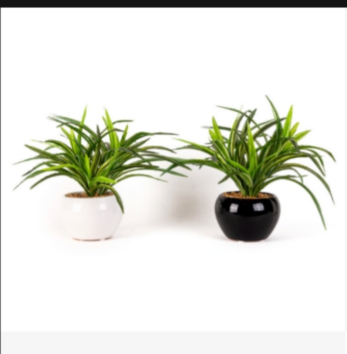 Dracenna in Ceramic Pot