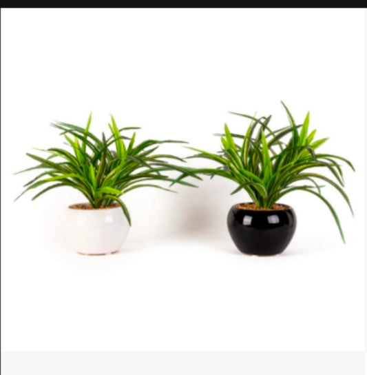 Dracenna in Ceramic Pot