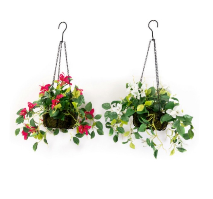 Bogenvellia Hanging in Metal Pot