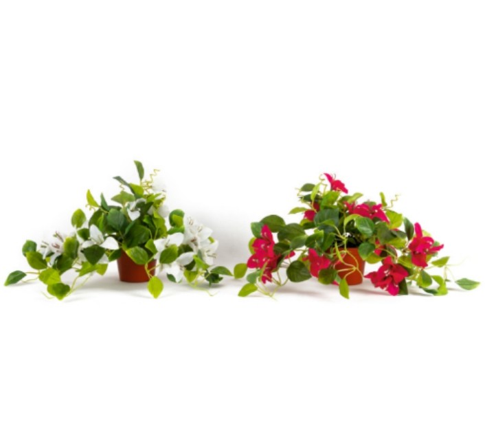 Bogenvellia Hanging in Plastic Pot