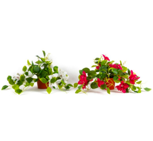 Bogenvellia Hanging in Plastic Pot