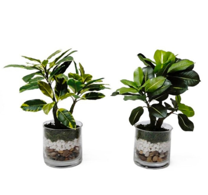 Rubber Plant in Glass Pot
