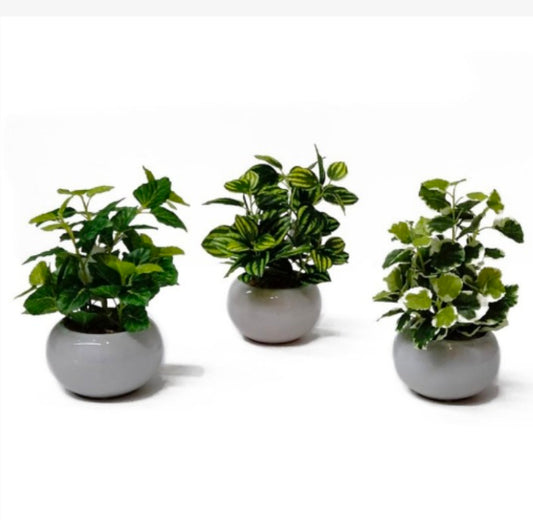 Baby Ficus & Pothos Leaf in Ceramic Pot
