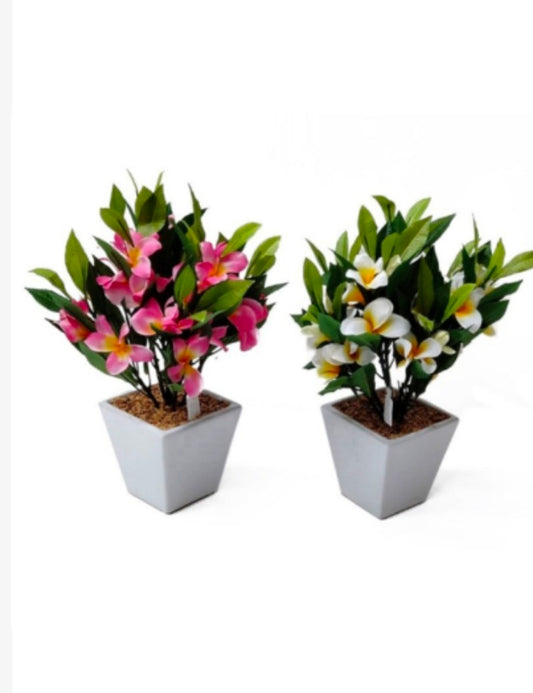 frangipani in Ceramic Pot