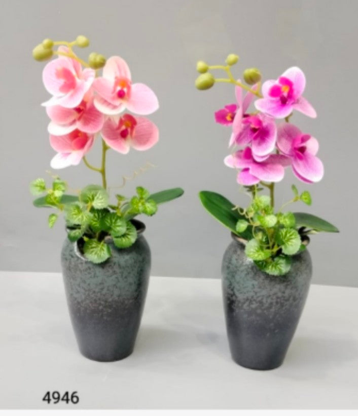 Orchid In Grey Earth Pot