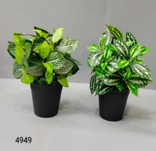 Leaf Plant In Black Pot